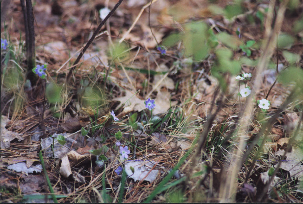 flowers_2001_Headwaters.jpg