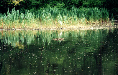 central_park_ducks.jpg