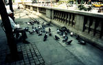 feeding_the_pigeons_1.jpg