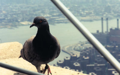 pigeon_4.jpg