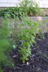 Pepper Plant