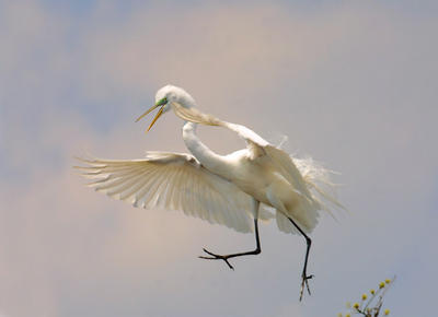 great%20egret%20landing