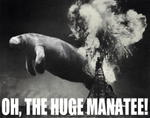 manatee.jpg