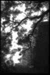 tree from contact sheet.jpg