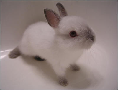 Fluffy Baby Bunny