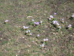 Crocuses in Central Park