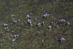 Crocuses in Central Park