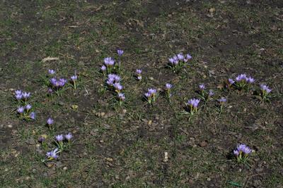 Crocuses in Central Park