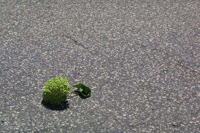 Hydrangea on Concrete