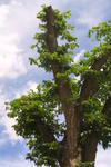 Dutch Elm diseased tree