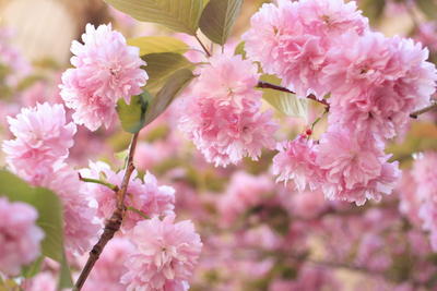 Pink Flowers