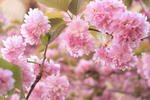 Pink Flowers