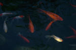 Mr. Miyagi and assorted goldfish