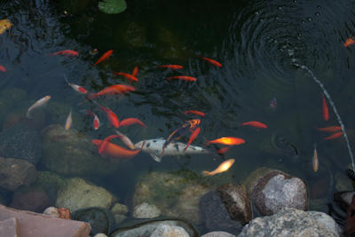 Mr. Miyagi and assorted goldfish