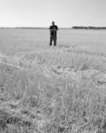 20070807_wheat-harvest-dad-BW.tif