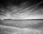 soybeans-harvest-triangle-clouds_8x10.tif