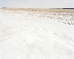 120-03-09_cornfield-easttif.jpg