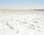 4x5-03-03_cornfield1.jpg