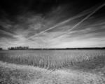 soybeans-harvest-triangle-clouds